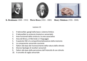 1. Il telencefalo: gangli della base e sistema limbico 2. Il telencefalo