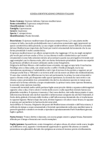 SCHEDA`IDENTIFICAZIONE`CIPRESSO`ITALIANO`