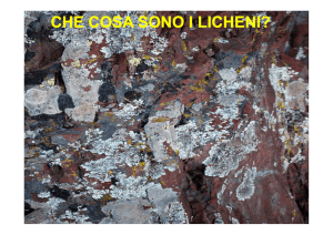 licheni - NATURALMENTE Scienza