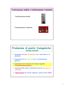 Presentazione di PowerPoint