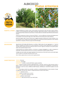albicocco - Frutta Urbana
