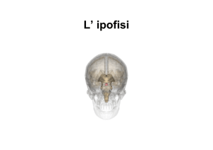 sistema endocrino(rossi)