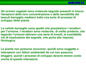 Presentazione di PowerPoint