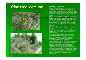 ginestra comune - Provincia di Alessandria