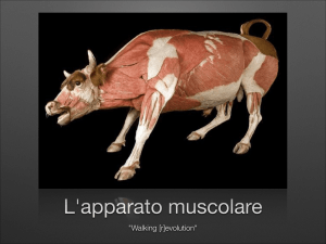 Anatomy lecture IX (Muscolar system)