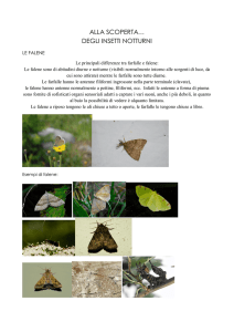 alla scoperta… degli insetti notturni