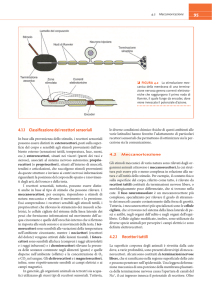 95 4.1.1 Classificazione dei recettori sensoriali 4.2.1