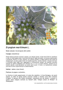 Eryngium maritimum L.