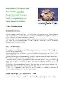 LAMA - Animali e Animali