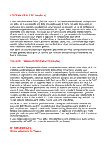 Leucemia virale felina