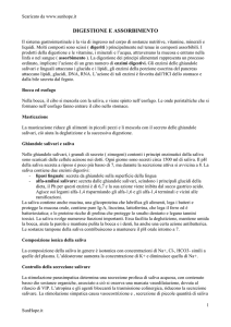 digestione e assorbimento