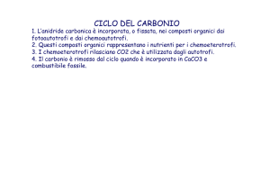 21) CICLO C-xSTU