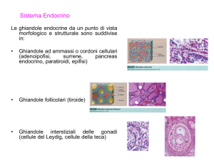 Sistema Endocrino