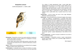Rampichino comune