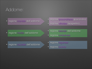 Addome: