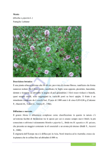 Menta