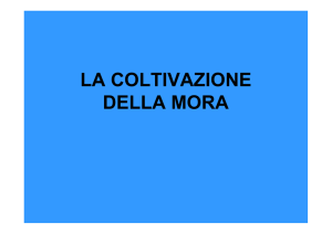 la coltivazione della mora