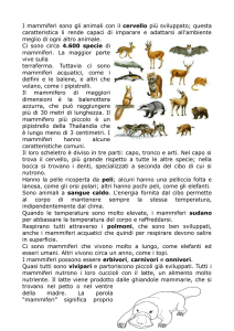 I mammiferi sono gli animali con il cervello più