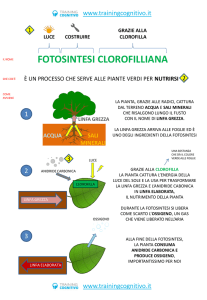 Diapositiva 1 - Training Cognitivo