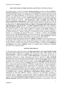 Arco riflesso e fibre muscolari intra ed extra fusali