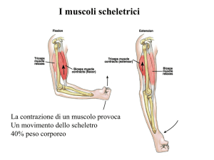 Muscoli Scheletrici: Contrazione e Fisiologia