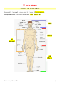 Il Corpo Umano: Struttura, Tessuti e Sistemi