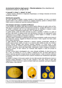 Avvizzimento batterico degli agrumi – Piticchia batterica (Citrus blast