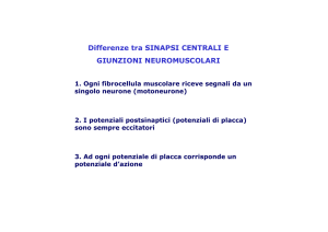Muscolo - Altervista