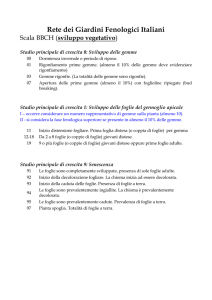 Fasi_fenologiche_BBCH e SCHEDA di