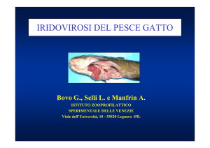 IRIDOVIROSI DEL PESCE GATTO