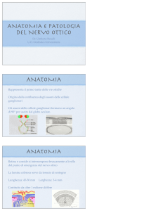 Anatomia e patologia del nervo ottico