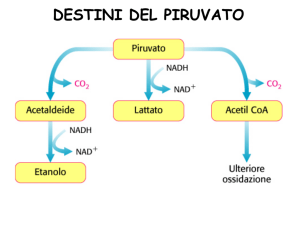 destini del piruvato