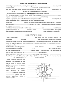 PIANTE CON FIORI E FRUTTI : ANGIOSPERME COME E` FATTO