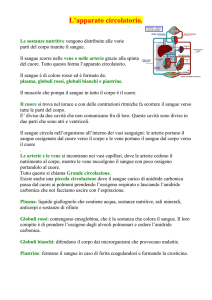 L`apparato circolatorio