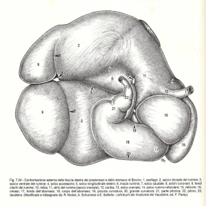 Fig. 7.24 - Conformazione esterna della faccia destra dei prestomaci