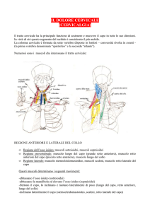 CUS News Tecniche 09 2011 10 Cervicalgia