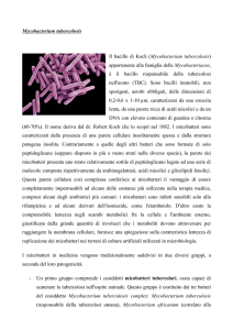 Mycobacterium tuberculosis
