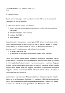 NEUROFISIOLOGIA DEL PAVIMENTO PELVICO - SINC
