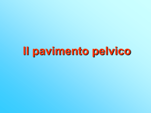Il pavimento pelvico