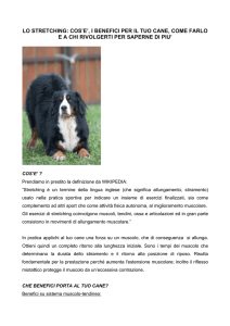 lo stretching: cos`e`, i benefici per il tuo cane, come