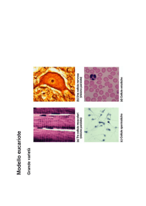 Lezione 4 La cellula eucariotica