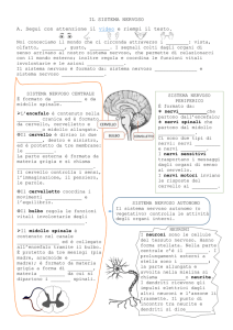 IL SISTEMA NERVOSO A. Segui con attenzione
