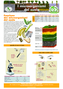 microrganismi
