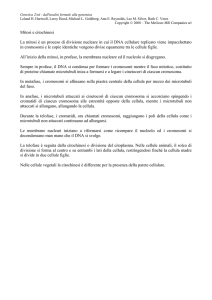 Mitosi e citochinesi