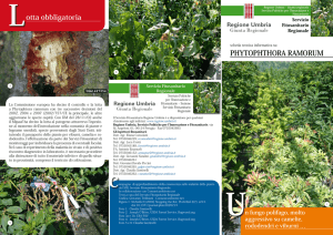 Phytophthora ramorum