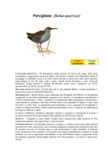 Porciglione