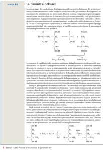 La biosintesi dell`urea - Zanichelli online per la scuola
