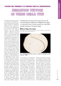 NEMATODI VETTORI DI VIRUS DELLA VITE