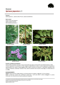 Spiraea japonica - Regione Piemonte