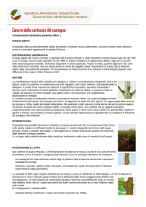 Cancro della corteccia del castagno